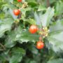 Holly – Berryific – #2 Container
